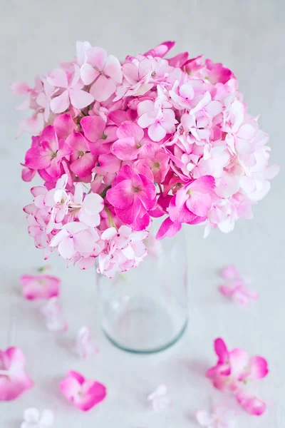 Pembe Ortanca çiçekleri — Stok fotoğraf
