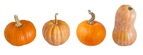 Different types of pumpkins. — Stock Photo, Image