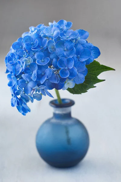 美しい青い紫陽花の花 — ストック写真