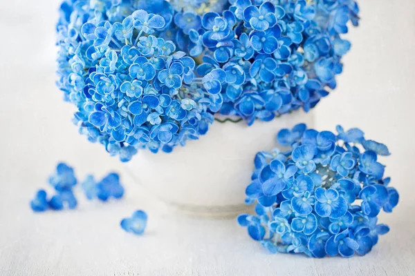 Hermosas flores de hortensias azules —  Fotos de Stock