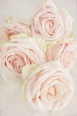 güzel güller çiçekler.