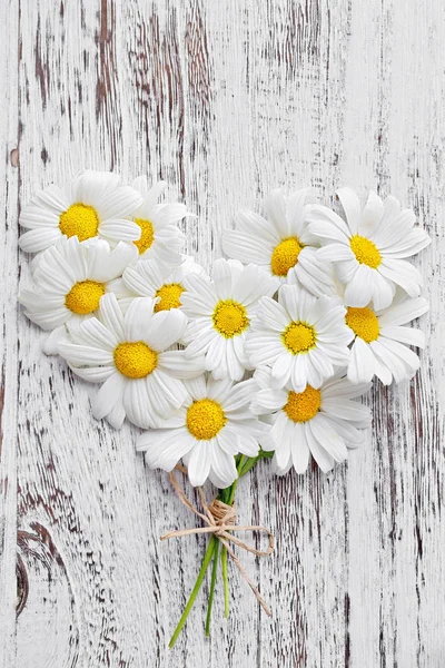 Hassas papatya çiçekler .