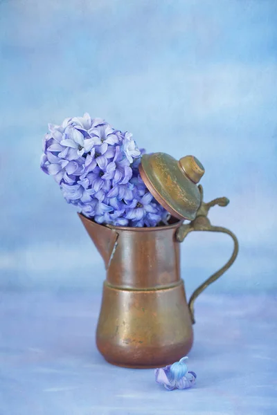 Vackra lila hyacint — Stockfoto
