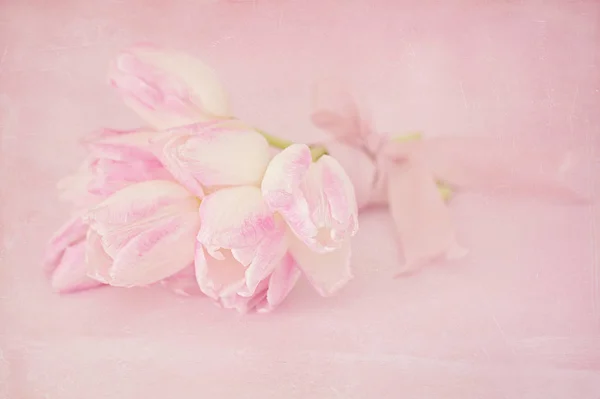 Gentle pink tulips . — Stock Photo, Image