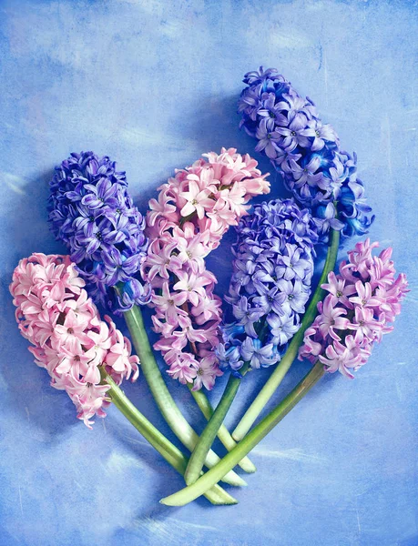 Fotos de uma bela flores . — Fotografia de Stock