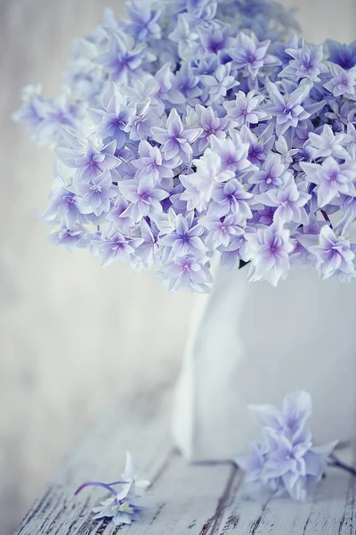 Lila hydrangea blommor — Stockfoto