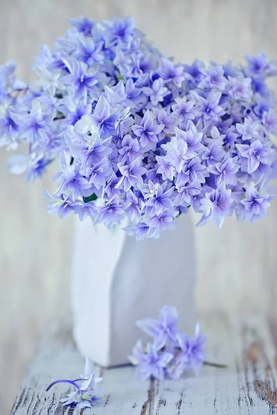 Lila hydrangea blommor — Stockfoto