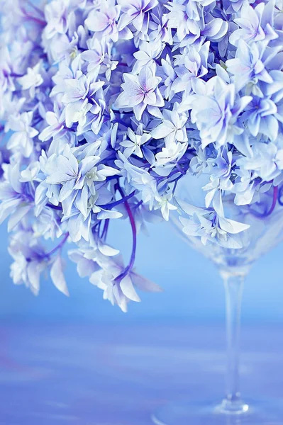 Lila hydrangea blommor — Stockfoto