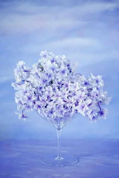 Fialový hydrangea květiny — Stock fotografie