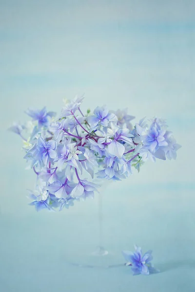 Lila hydrangea blommor — Stockfoto