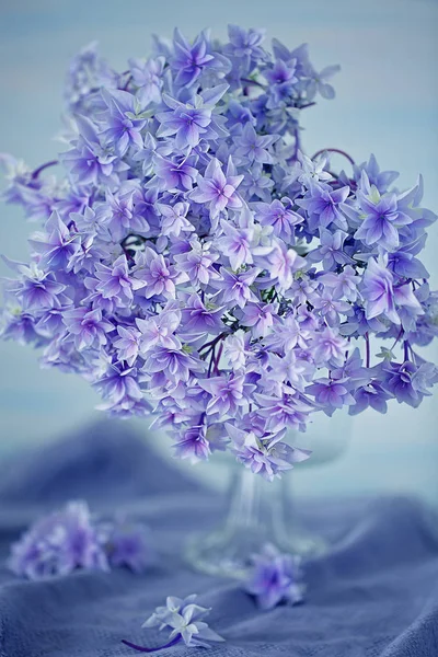紫のアジサイの花 — ストック写真