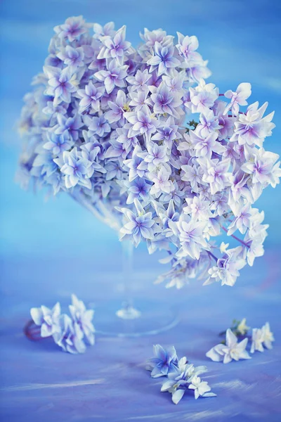 Lila hydrangea blommor — Stockfoto