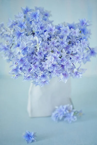 Paarse hortensia bloemen — Stockfoto