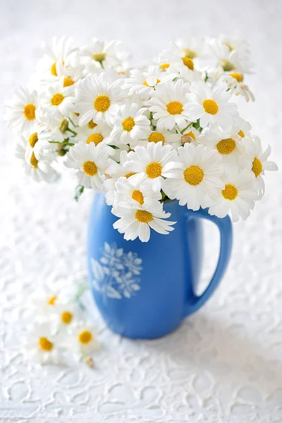 Delicadas flores de margarita — Foto de Stock