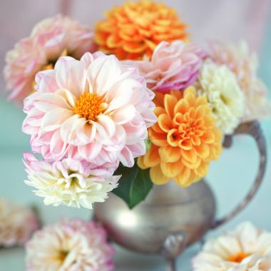 Güzel bir sarı ve pembe dahlias buket.