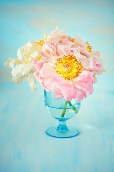 Beautiful peonies flowers. — Zdjęcie stockowe