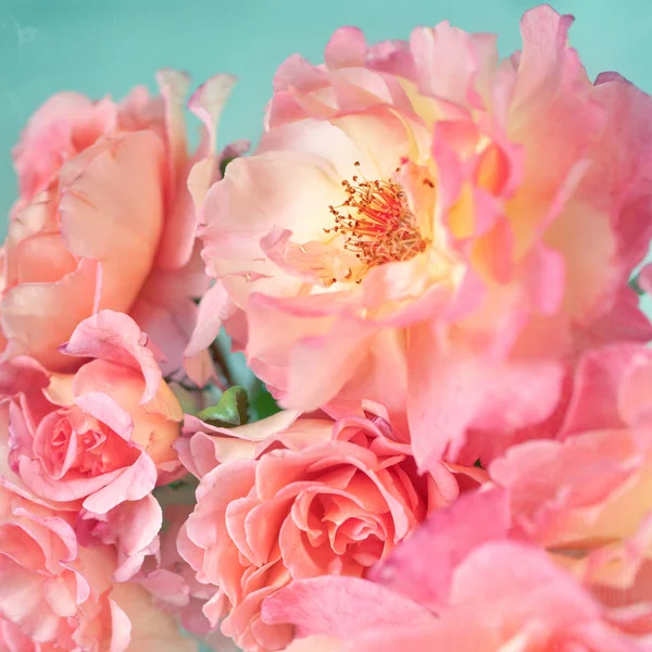 Hermosas Rosas Rosadas Frescas Sobre Fondo Azul — Foto de Stock