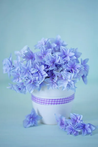 Hermosas Flores Hortensias Jarrón Vidrio Sobre Fondo Azul —  Fotos de Stock