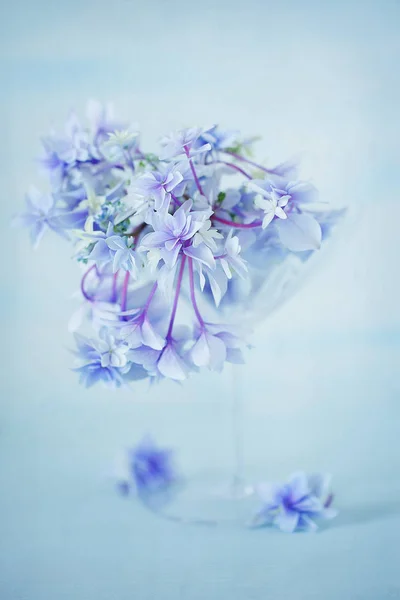 Piękny Fioletowy Hortensja Zbliżenie Kwiatów Wazonie Jasno Niebieskim Tle — Zdjęcie stockowe