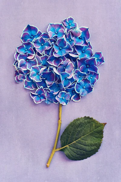 Mooie Paarse Hydrangea Bloemen Close Een Violette Achtergrond — Stockfoto