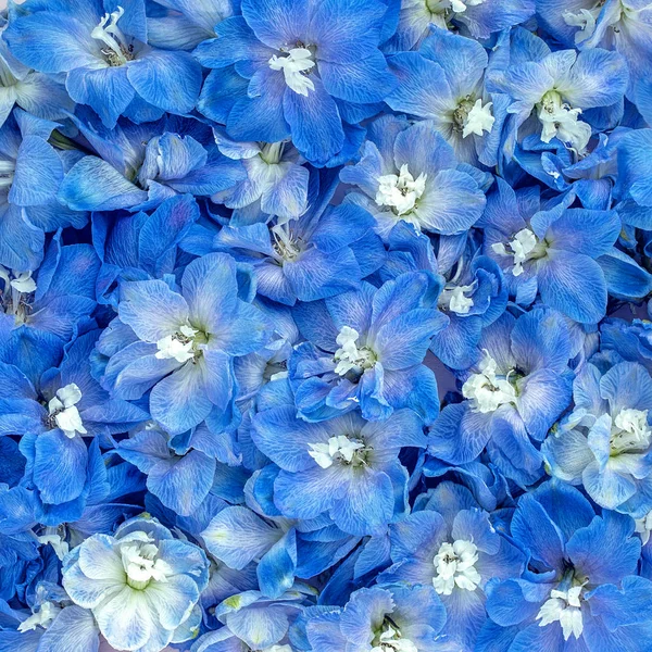 Mavi Bir Delphinium Çiçekli Kompozisyon Yakın Plan Papatyalar Çiçek Arkaplanı — Stok fotoğraf