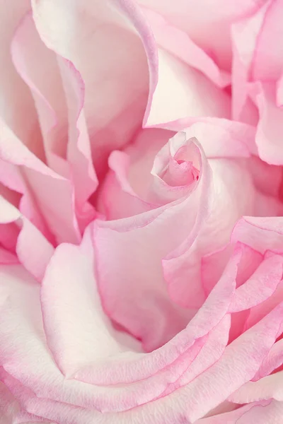 Pink Delicate Rose Close Floral Background — 图库照片
