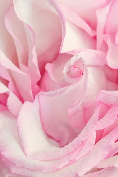Růžová Jemná Růže Zblízka Květinové Pozadí Stock Snímky
