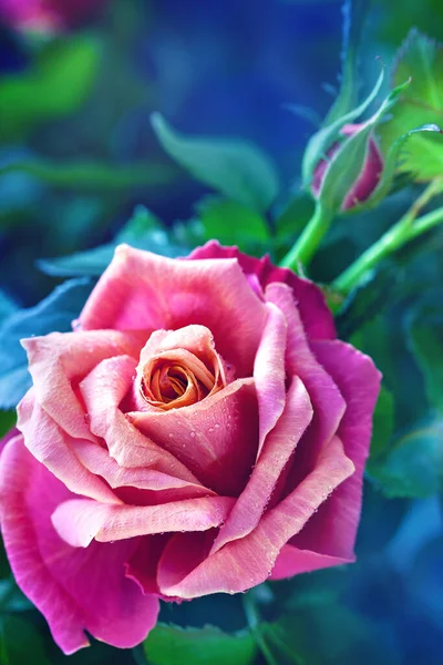 Rosa Zarte Rose Nahaufnahme Floraler Hintergrund — Stockfoto