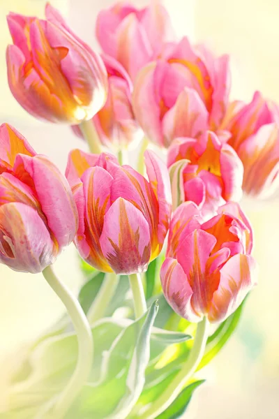 Närbild Blommig Sammansättning Med Rosa Tulpaner Många Vackra Fräscha Rosa — Stockfoto