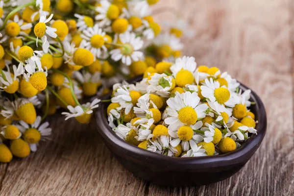 Medical Chamomile on wooden table — Stock Photo, Image