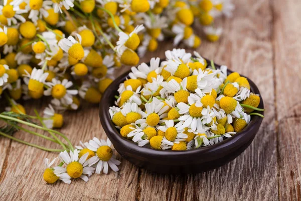 Medical Chamomile on wooden table — Stock Photo, Image