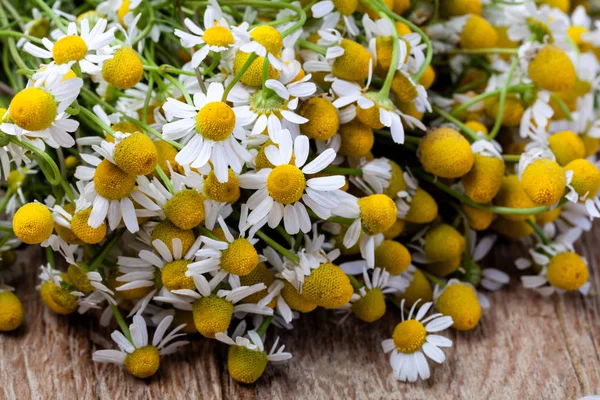 Medical Chamomile on wooden table — Stock Photo, Image