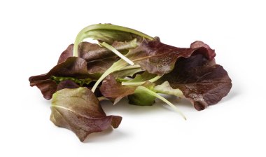 Beyaz bir arka plan üzerinde Oakleaf salata