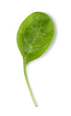 Beyaz arkaplanda ıspanak