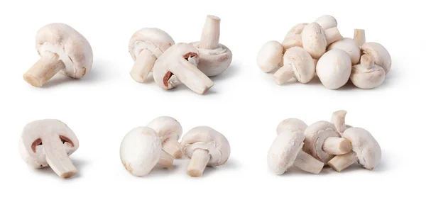 Champignons isolés sur fond blanc — Photo