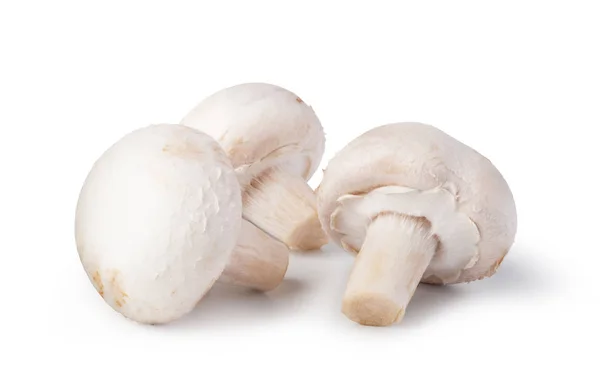 Champignons sur fond blanc — Photo