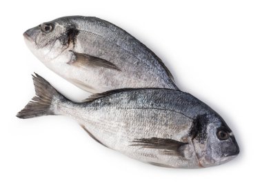 taze dorado balığı