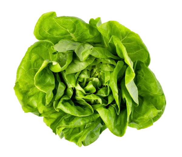 Зелене масло листя салату — стокове фото