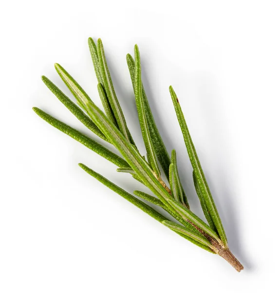 Rosemary on white background — Stockfoto