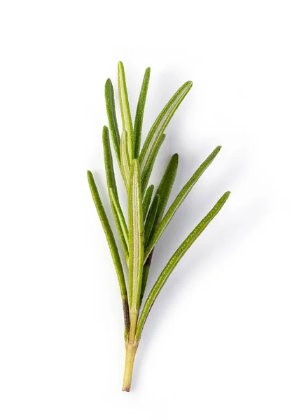 Rosemary em fundo branco — Fotografia de Stock