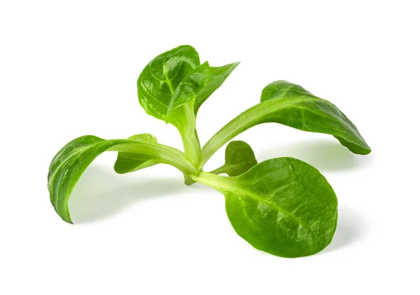 Corn Salad Leaves Isolated White Background — Stock Photo, Image