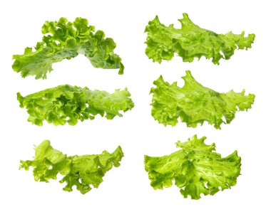 Lettuce salad isolated on white background clipart