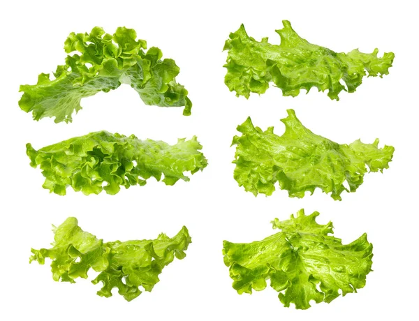 Lettuce Salad Isolated White Background — Stock Photo, Image