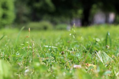 Güneşte su küçük dpop ile Yeşil çim