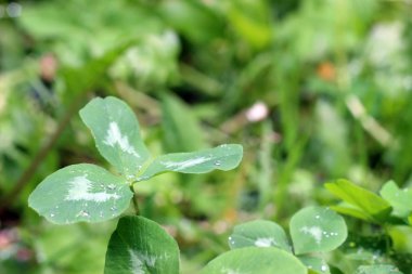 Güneşte su küçük dpop ile Yeşil yonca