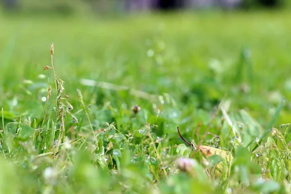 Zöld fű kis dpop a víz a nap — Stock Fotó