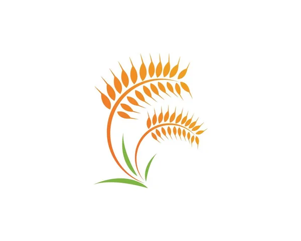 Agriculture Wheat Logo Template Vector Icon Design — Stock Vector