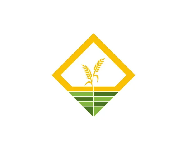 Wheat Rice Logo Design Template — Stock Vector