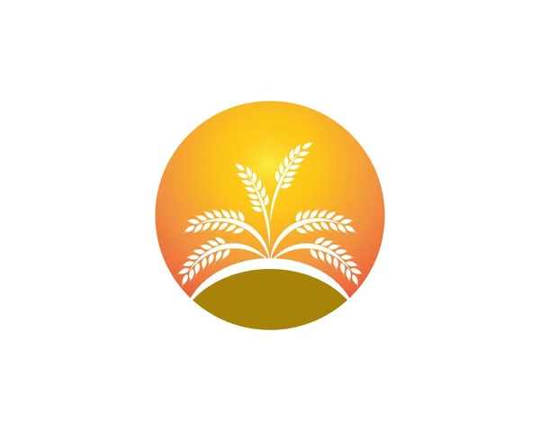 Blé Riz Logo Modèle Conception — Image vectorielle