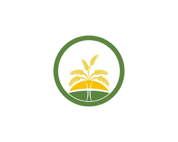 Plantilla Diseño Logotipo Arroz Trigo — Archivo Imágenes Vectoriales